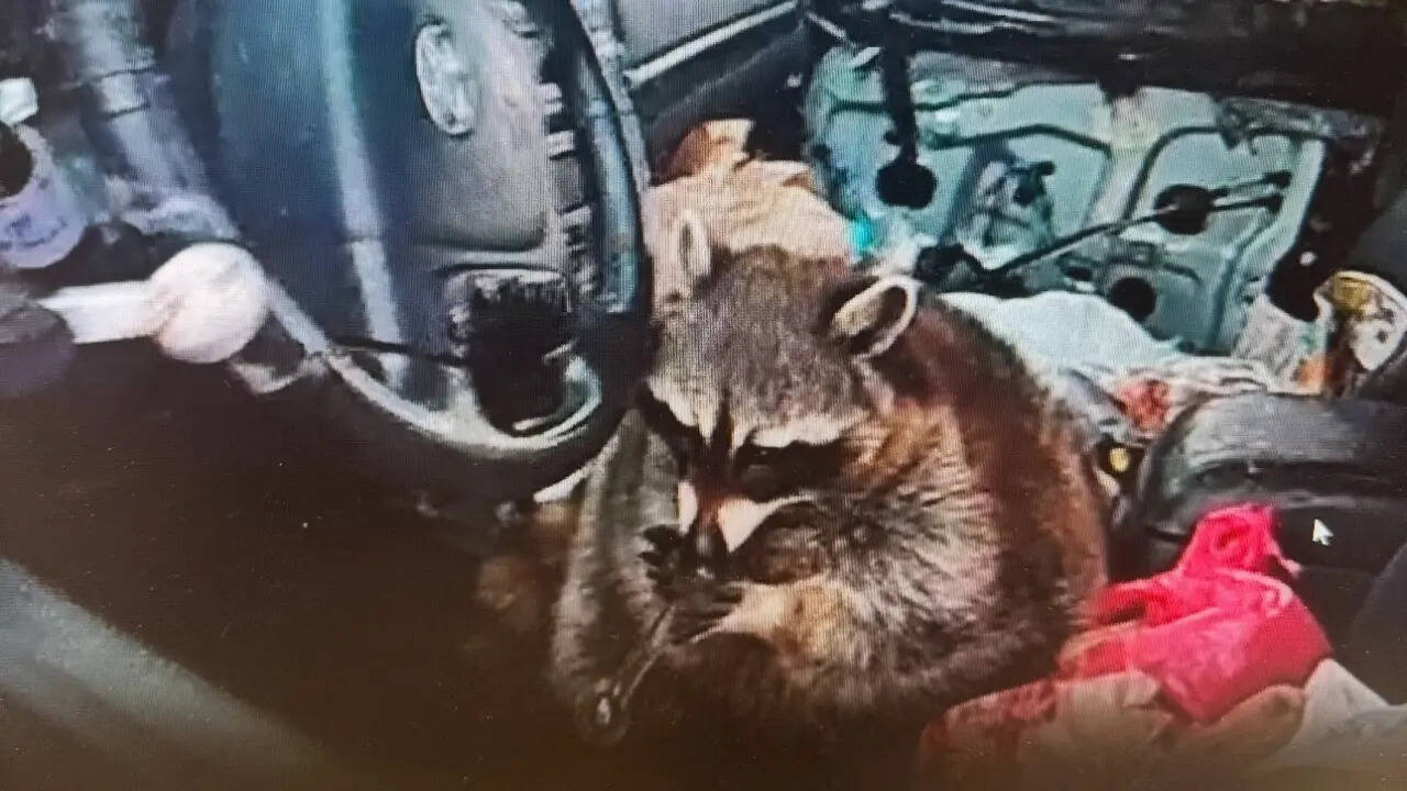 Chewy the raccoon plays with a pipe of meth. | Courtesy: Springfield Township Police Department Chewy the raccoon plays with a pipe of meth. | Courtesy: Springfield Township Police Department