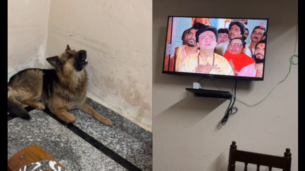 Dog’s adorable video goes viral. Dog’s adorable video goes viral.